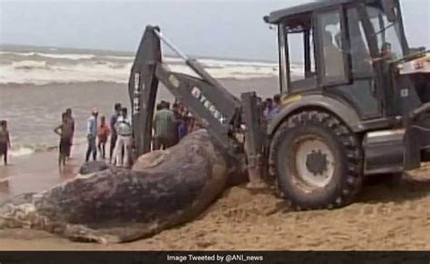 32 Foot Whale Found Dead On Odisha Beach How It Was Moved