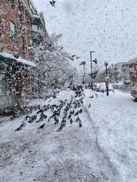 Readers share their best photos from Friday's snow storm | Boston.com