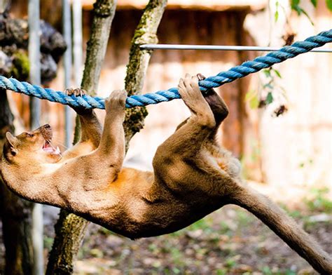 Bioparc Pierre Challandes