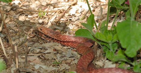 Red Racer Snakes Spectacular Animal Planetanimalzone