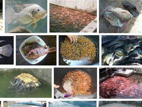 Cara Lengkap Pembenihan Ikan Nila Yang Benar Cara Ternak Ikan