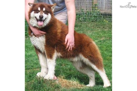 Alaskan Malamute American Akita Mix - Pets Lovers