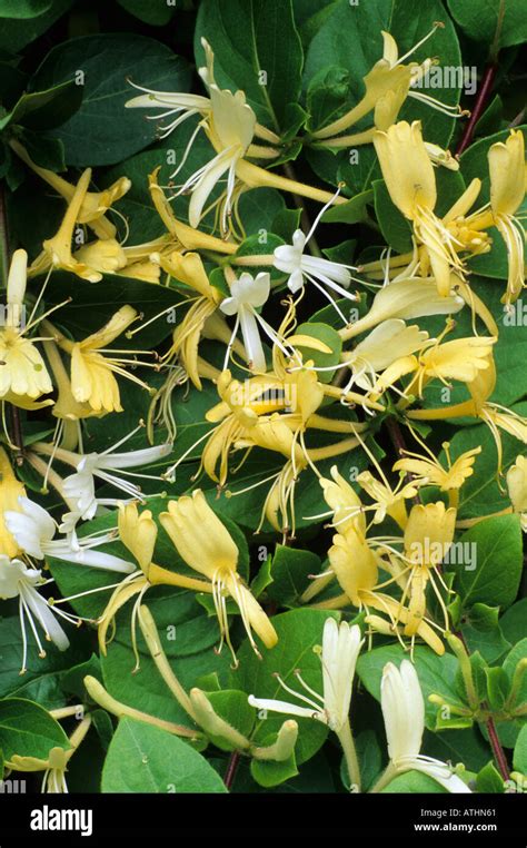 Lonicera Japonica Halliana Fragrant White Yellow Flowers Climbing