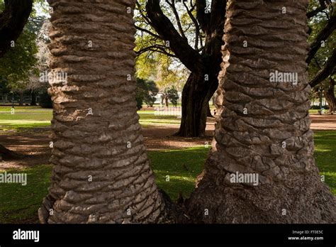 Buenos Aires Japanese Garden Argentina Stock Photo Alamy