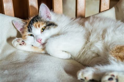 Um Gato Em Uma Cadeira De Madeira Foto Premium