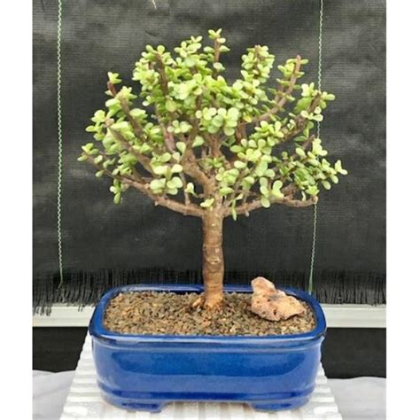 Portulacaria Afra Variegata Aged Variegated Baby Jade Bonsai Tree