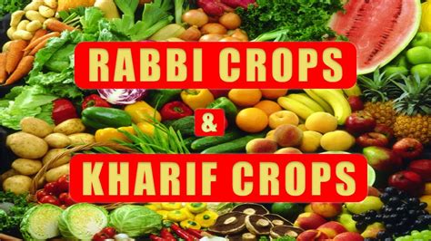 Difference Between Rabbi Kharif Crops Youtube