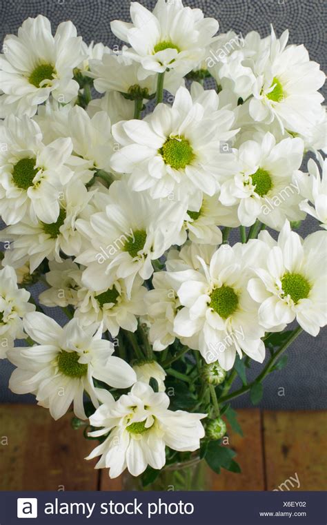 White Chrysanthemums High Resolution Stock Photography And Images Alamy