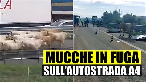 Terrore Sull Autostrada A Camion Pieno Di Bestiame Si Ribalta Mucche