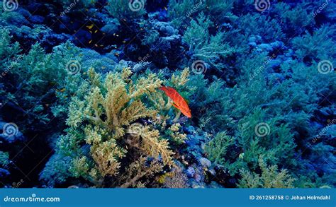 Underwater Photo of Beautiful and Colorful Coral Reef in the Deep Blue ...