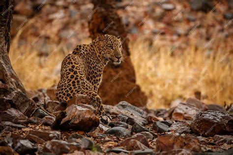 Free Photo | Indian leopard in the nature habitat leopard resting on ...