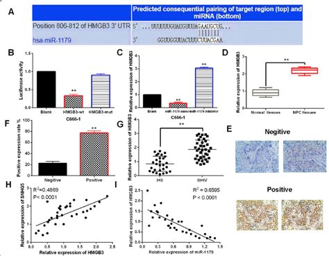 Hmgb Is A Direct Target Of Mir A The Binding Sites Between Hmgb