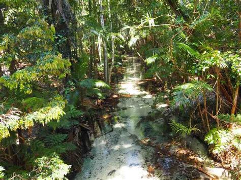 Fraser Island Great Walk Walking Trails On Fraser Island