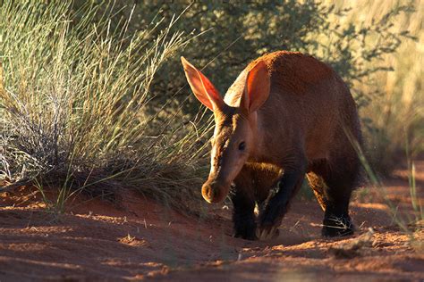 Wildlife of South Africa: 10 Underrated Species - Africa Endeavours