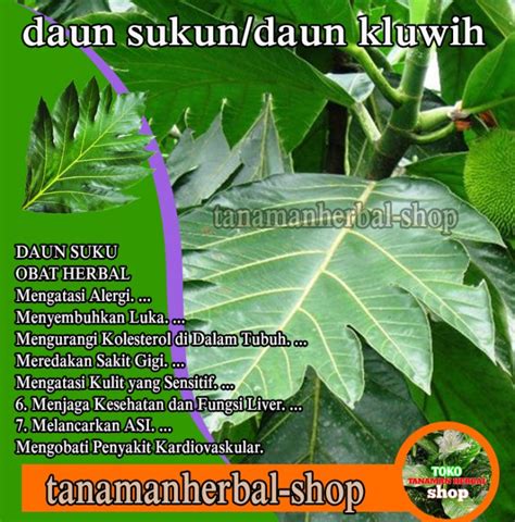 Siapa Jual Herba Daun Sukun Nicola Ince