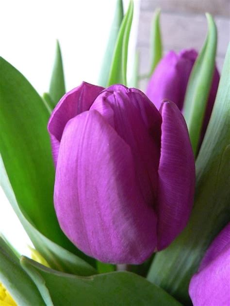 Free picture: purple, tulip