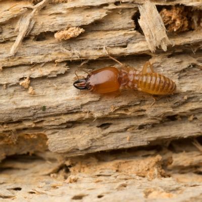 Wood Destroying Insects That Can Invade Your Home In New England