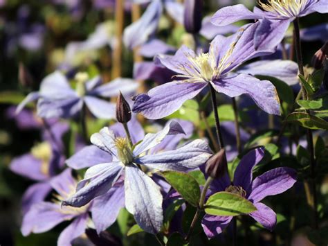 Clematis Arabella Clematis Integrifolia Arabella Baumschule