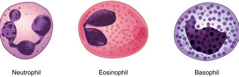 Difference Between Granular And Agranular Leukocytes - Relationship Between