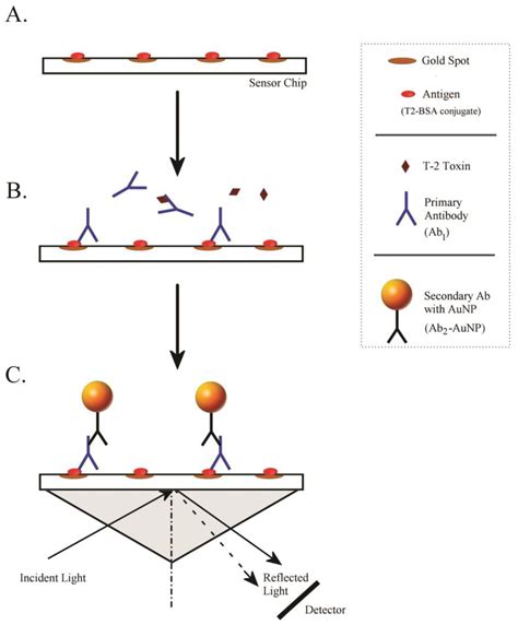 Toxins Free Full Text An Imaging Surface Plasmon Resonance