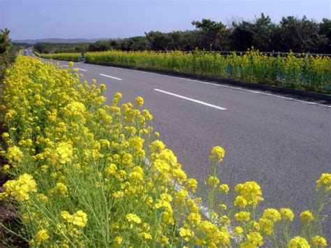 千倉から館山へ約40km続く「房総フラワーライン」には、その名のとおり、菜の花、ポピーなどの花畑が集結