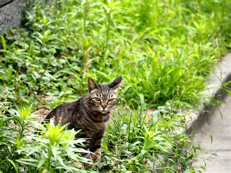 Fotos Gratis Césped Flor Vaso Callejón Verde Selva Gatito Gato