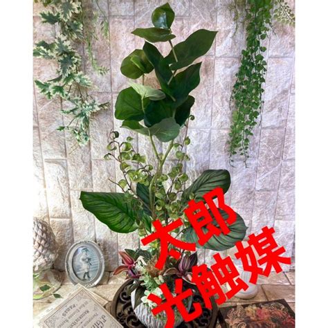 光触媒 人工観葉植物 ウォールグリーン フェイクグリーン シーグレープカラテアの通販 By ⭐️⭐️⭐️‼️太郎‼️⭐️⭐️⭐️｜ラクマ