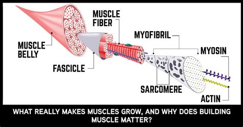 The Physiology Of Muscle Growth By Fitness World