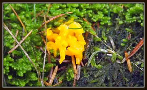 3 Valleys Birding: yellow fungus