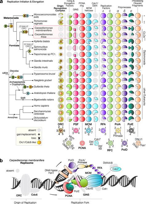 The Distribution Of Core Molecular Systems In The Replisome And Dna