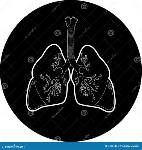 Vector X Ray Lungs Infographics Silhouette Of Woman With Lungs Lung