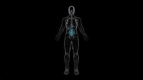 3d Anatomy Stock Video Footage for Free Download