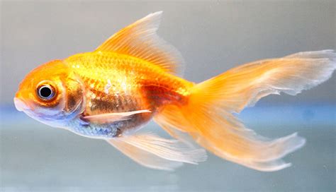 Buy Aquarium Pet Shops Bangalore Fish Bowl Birds