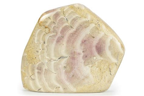 5" Polished Jurassic Fossil Sponge (Solenopora) - England (#243736) For Sale - FossilEra.com