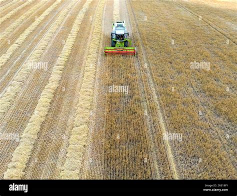 Combine Harvester At Work Cutting Winter Barley Stock Photo Alamy