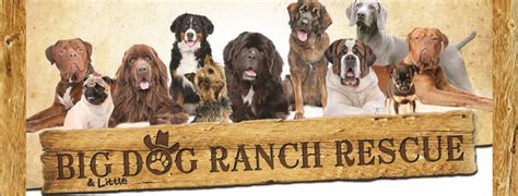 Big Dog Ranch Rescue - Loxahatchee | Service - Animal Rescue