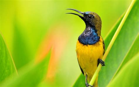 Yellow Hummingbird Wallpapers