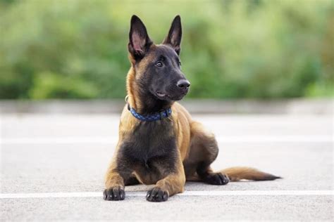 Belgian Malinois vs German Shepherd: Everything You Need to Know | Perfect Dog Breeds