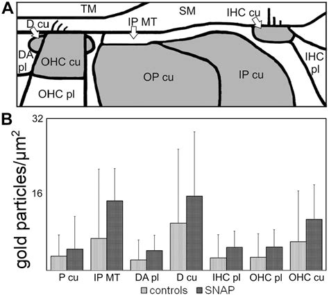 Regulation Of Endothelial Nitric Oxide Synthase In The Reticular Lamina