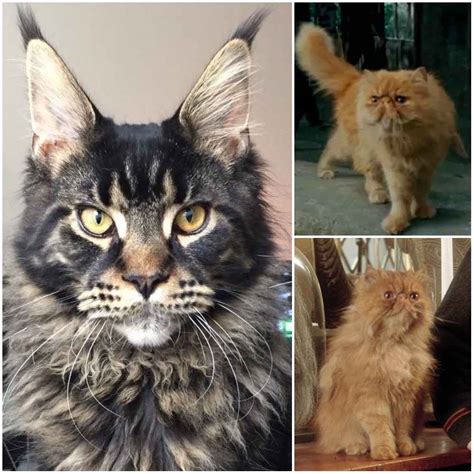 Top 29 Awesome Maine Coon Cat Names Ideas Maine Coon Guide