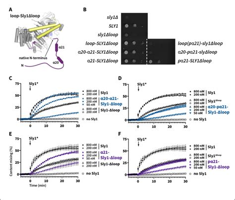 Appending The Sly1 Loop To The Amino Terminus Of Sly1loop Partially