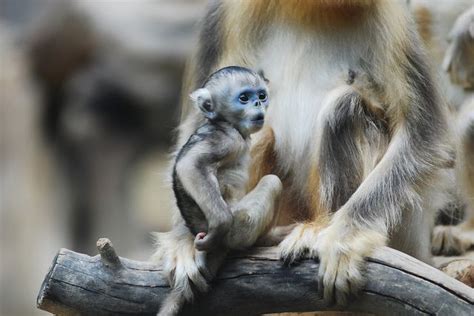 Golden Snub Nosed Monkey Zoo Orangutan Baboon