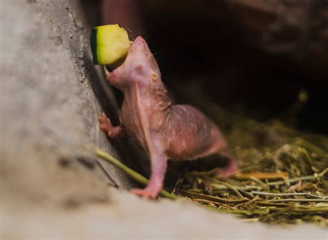 Naked Mole Rat Pairi Daiza