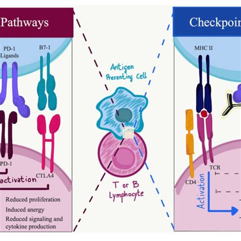 Immune Checkpoint Function During Activation Or Inhibition Pathways