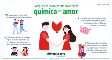 Infograf A Hormonas Que Provocan La Qu Mica Del Amor Conoce De