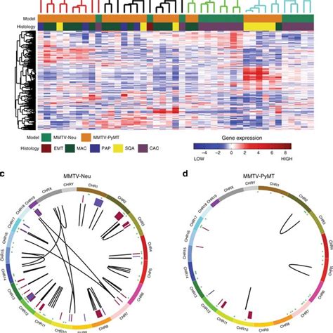 Genomic Landscape Of Mmtv Neu And Mmtv Pymt Tumors The Schematic