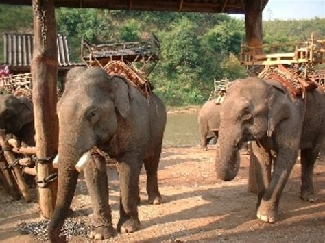 Huay Sua Thao Karenni Village Mae Hong Son Thailand Omdömen