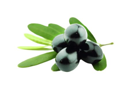 Black Olive Png Vector Psd And Clipart With Transparent Background