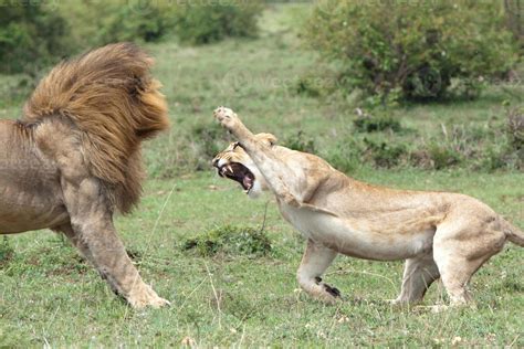 Lions fighting 718881 Stock Photo at Vecteezy