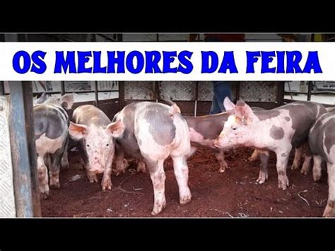 Feira De Su Nos Em Campina Grande Para Ba Leit O E Porcos Grandes